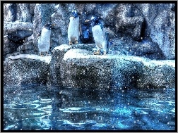 Skały, Trzy, Pingwiny